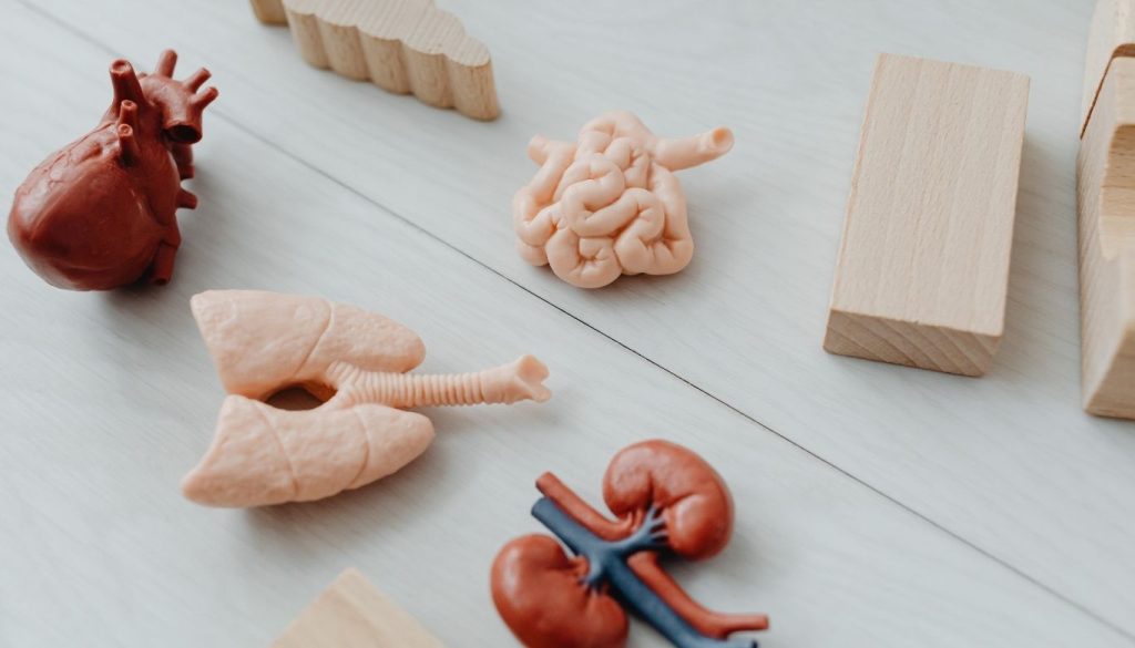 how to keep kidneys healthy​ 